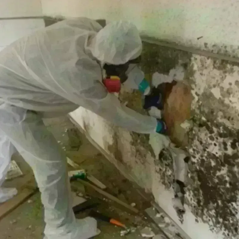 Mold Remediation and Removal in Surgoinsville, TN